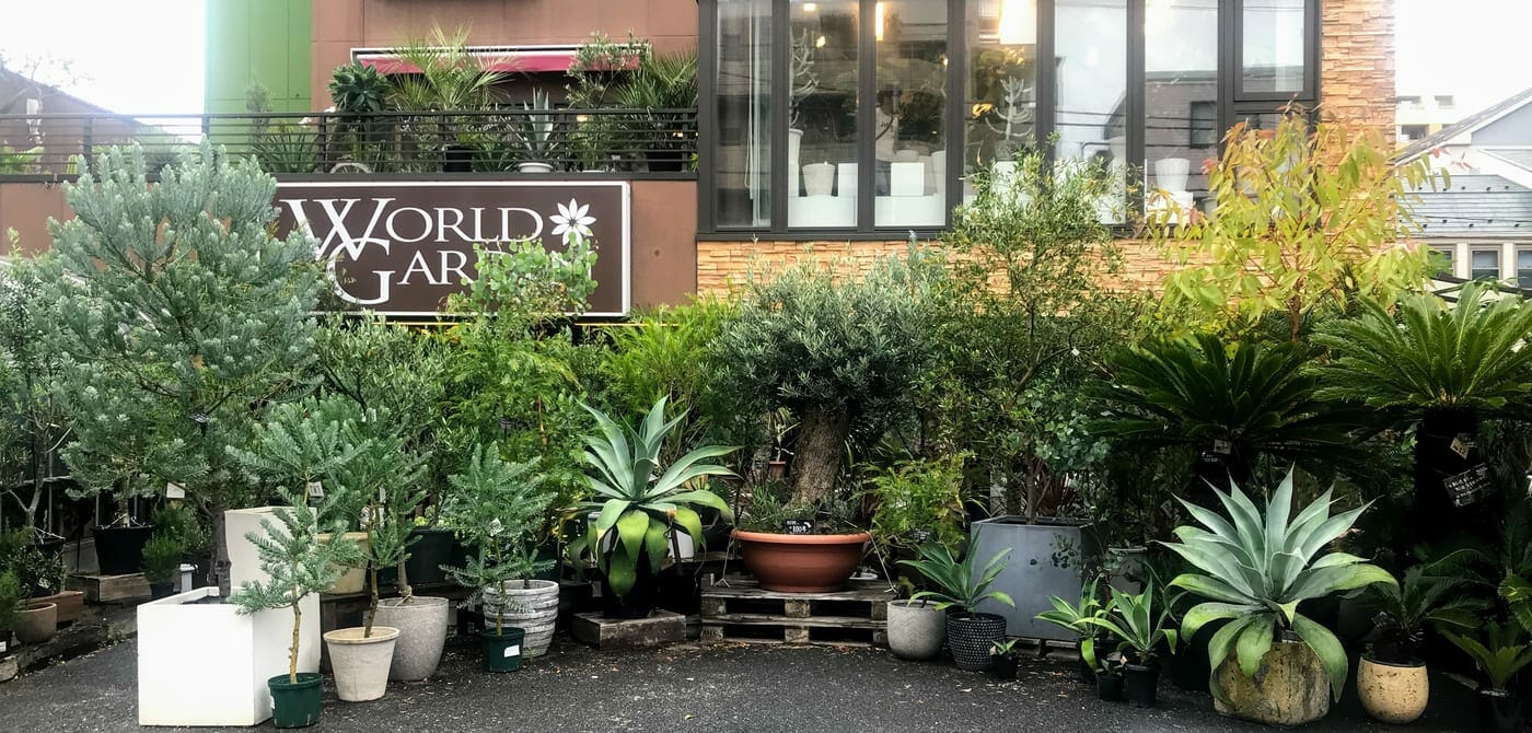 観葉植物 ワールドガーデン