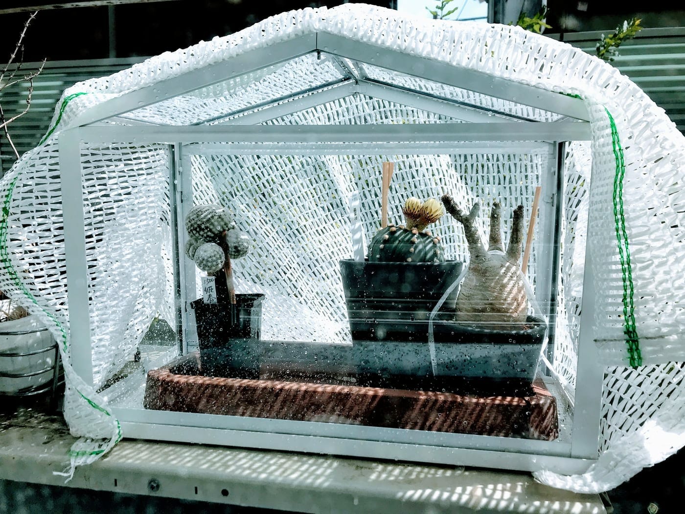 イケアのSOCKER/ソッケルで家に小さな温室作りました - 金Pブログ